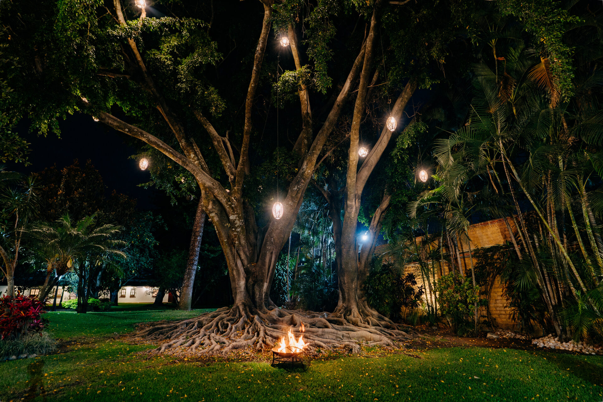 Fogata encendida entre las raíces de un árbol iluminado en el jardín de Quinta La Joya